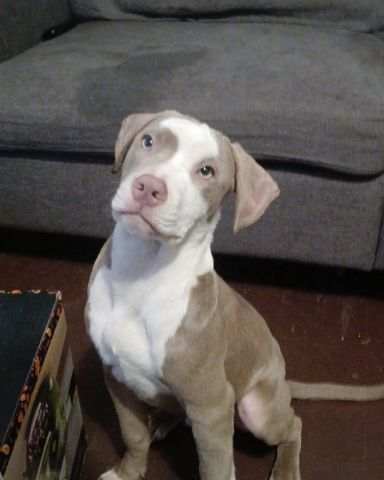 Cute pitbull named Bisko