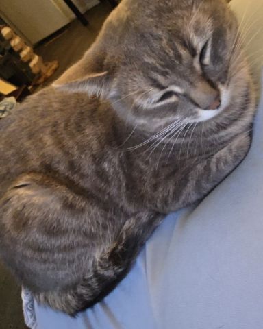 Cute Unsure named Stormie
