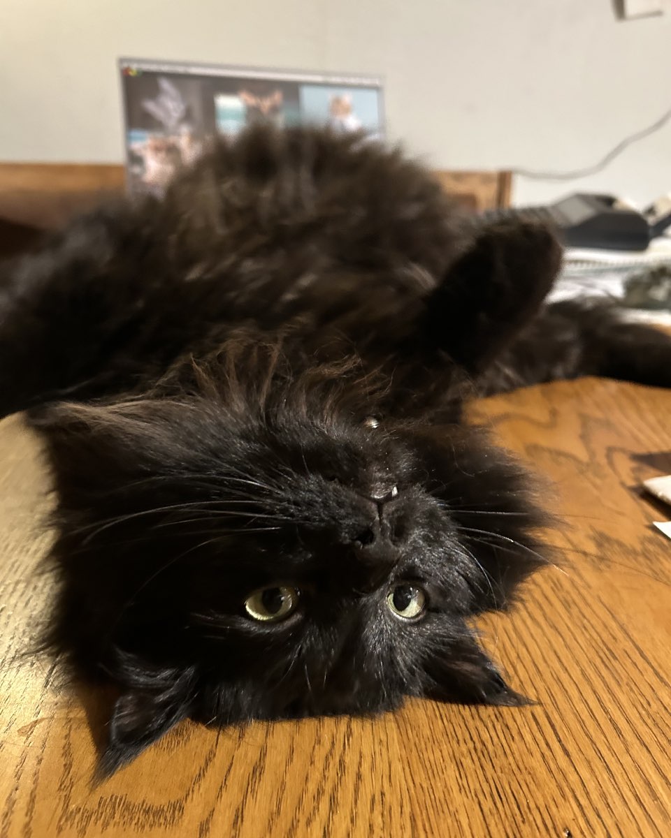 Cute Norwegian Forest Cat named Ollie