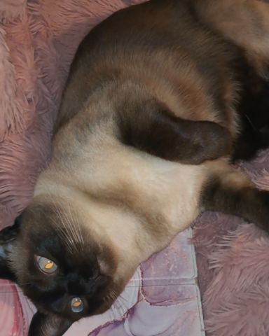 Cute Siamese named Luna🌙💫 (twin of Stella)