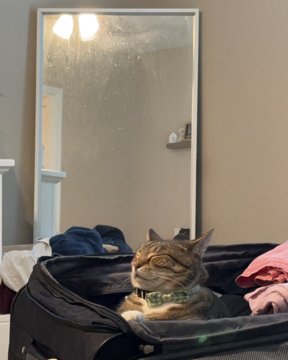 Cute cat named Jasper