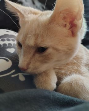 Cute orange kitty named Aphrodite