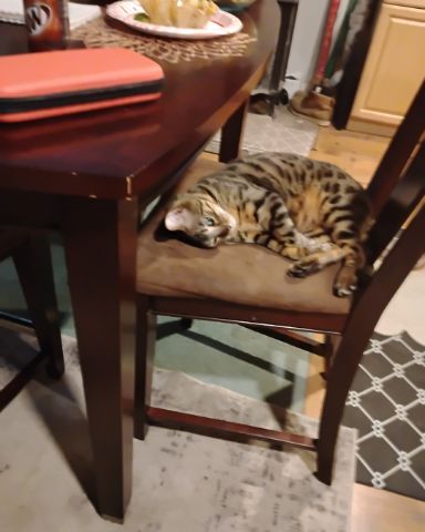 Cute cat named Chester