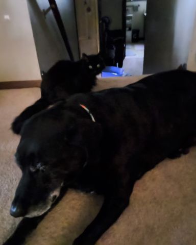 Cute Labrador retrieve & a black cat named pablo & kaiju
