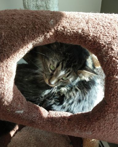 Cute cat named Jordan