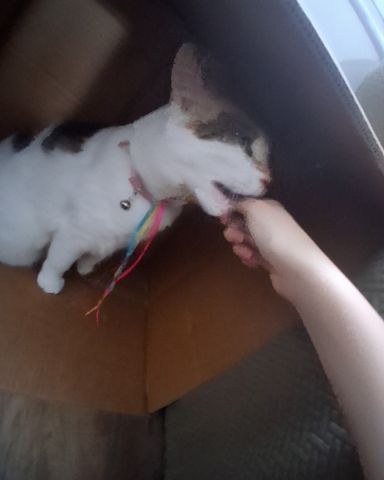 Cute Calico maincoon named Callie