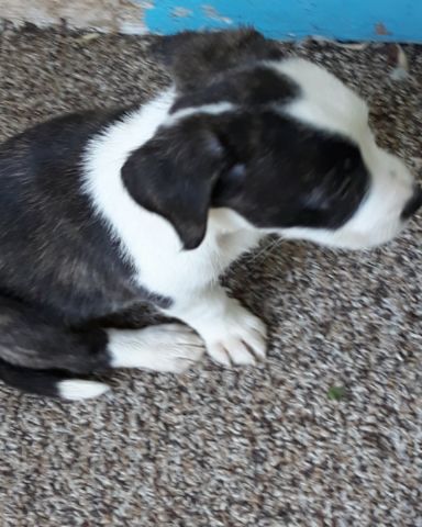 Cute terrier named Willie
