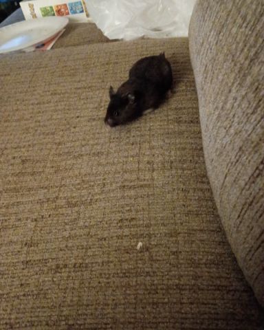 Cute black bear hamster named dean