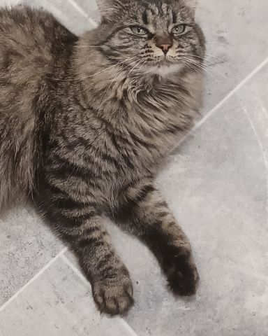 Cute main coon and long hair mix named grudge