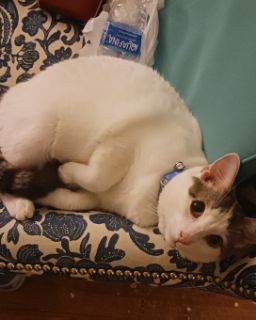 Cute Unsure named Little Dude