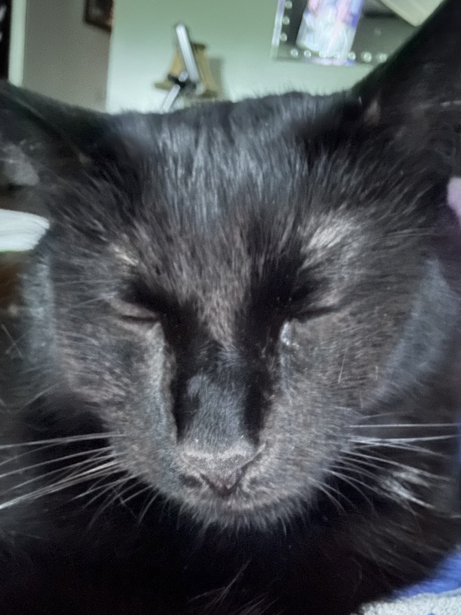Cute Black Cat named Moonlight