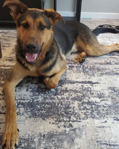 Cute Doberman mashtive and German shepherd named ranger