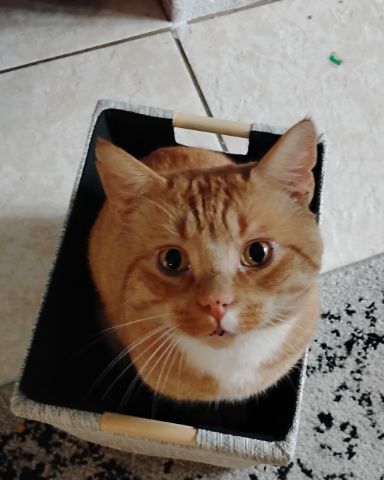 Cute orange cat named caramel