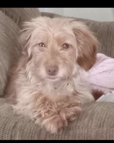 Cute Doxie/Yorkie named Layla