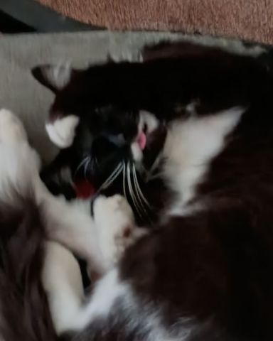 Cute Tuxedo named Scream