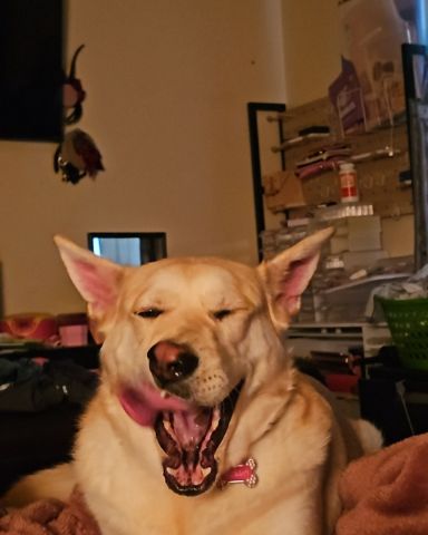 Cute Labsky named Bella