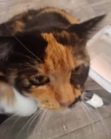 Cute Calico named kiki