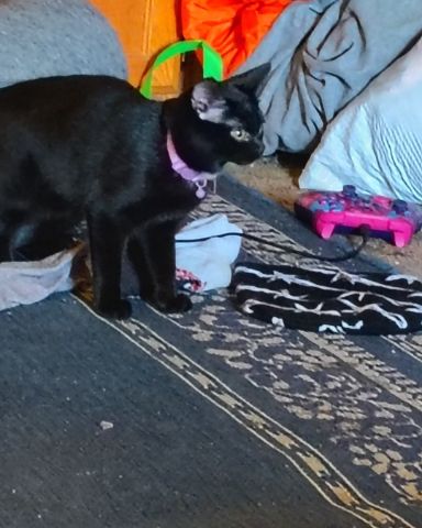 Cute black cat named Wednesday