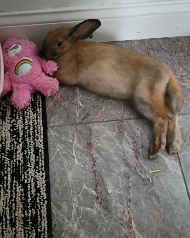 Cute Bunny named Dravina