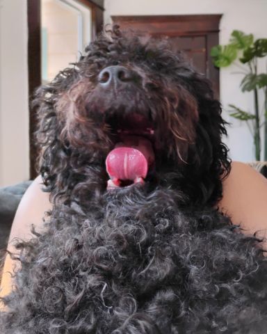 Cute black poodle named Brownie