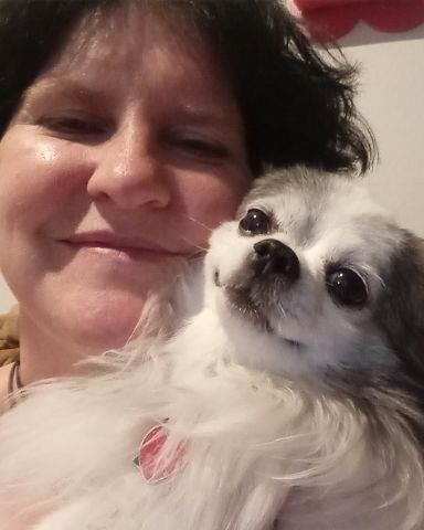 Cute Long Hair Chihuahuas named Patches