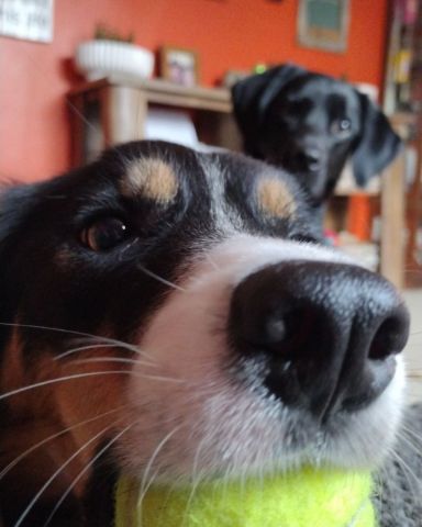 Cute Boarder Collie named Wrangler
