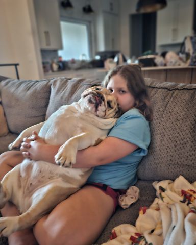 Cute English Bulldog named Ada Mae