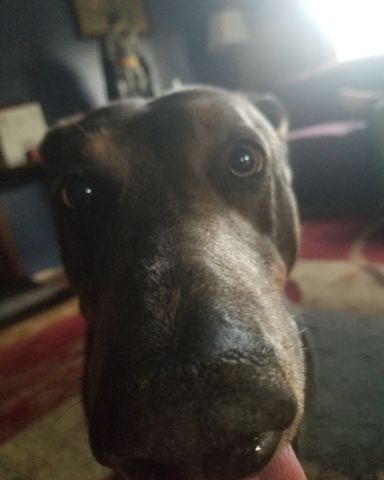 Cute dog named rox&blue