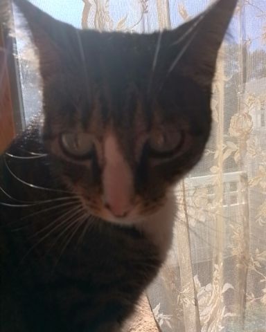 Cute American Shorthair named Ghostie (a.k.a. Jude)