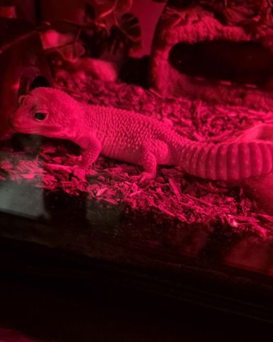 Cute blizzard lepord gecko named crystal