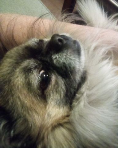 Cute Long Haired Chihuahua named Rocko