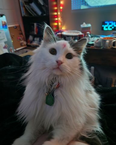 Cute Maine Coon/Ragdoll named Twinkie
