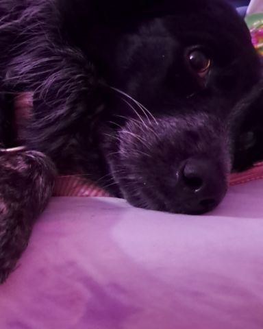 Cute border Collie mix named 🌪🌀storm🌀🌪