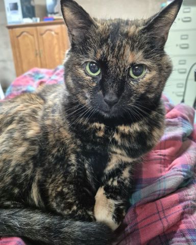 Cute cat named Zeros