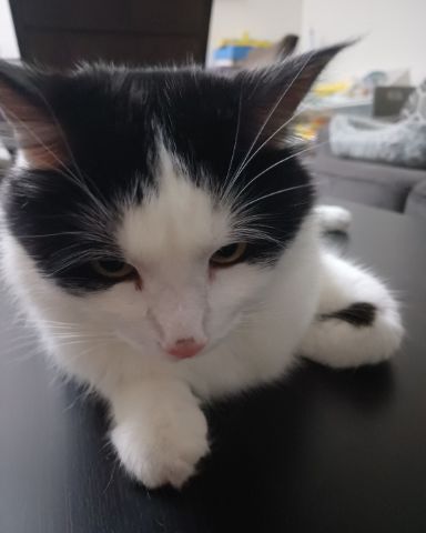 Cute cat named Manchhas