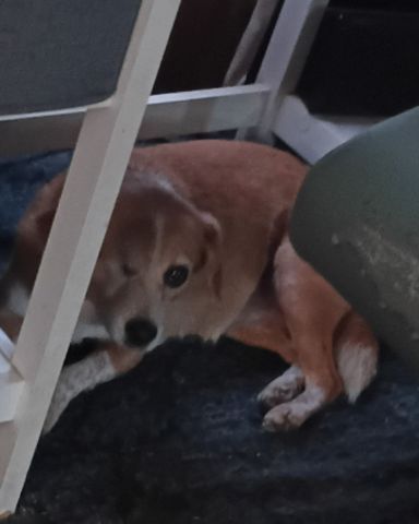 Cute beagle Pomeranian and chihuahua named Lucy