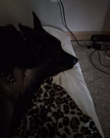 Cute German Shepherd. named Nora i have multiple animals