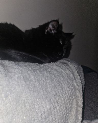 Cute black cat named Wander