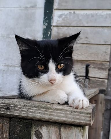 Cute cat named Bramble