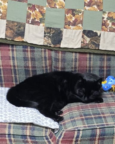 Cute cat named Balerion