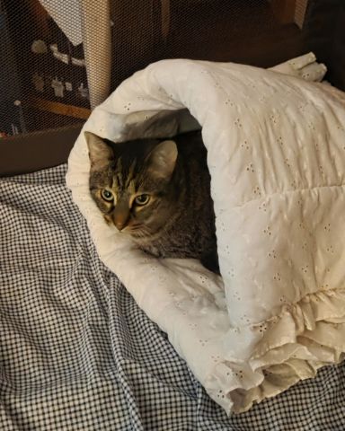 Cute Tabby named Yoshi