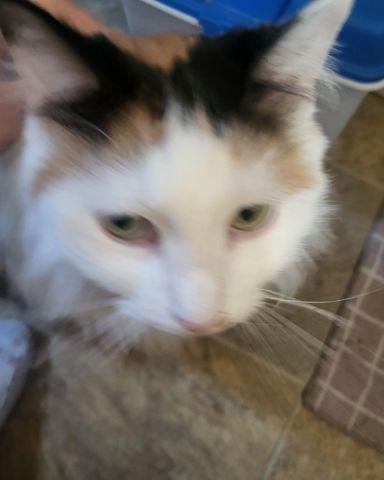 Cute cat named daisy