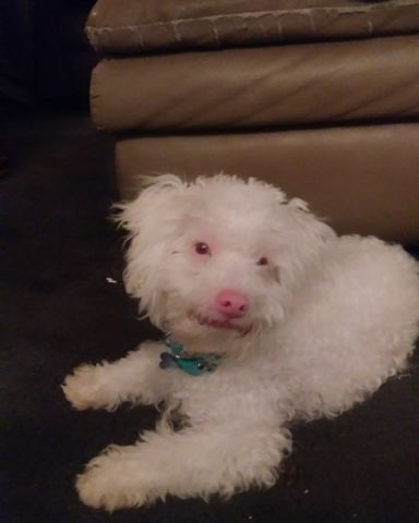 Cute Moltese/ miniature poodle named Ollie