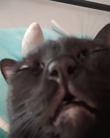 Cute Ghost Tabby named Spookly
