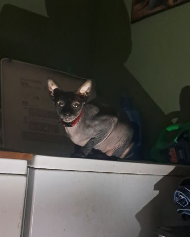Cute Sphynx named Tilly