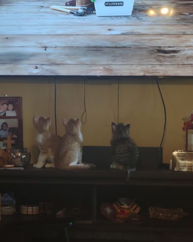 Cute Tabby and calico named runt , abbey jr. ,and peanut butter cup