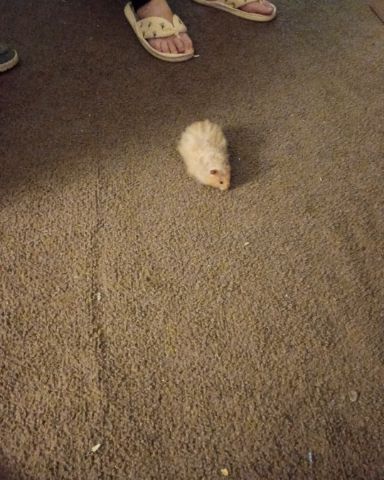Cute golden hamster named Alex
