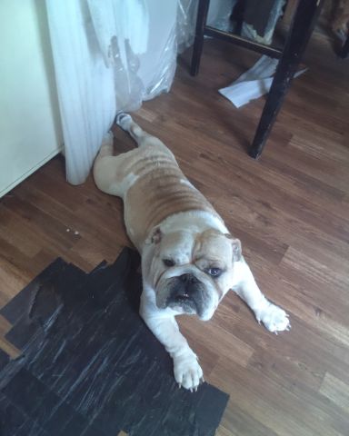 Cute English bulldog named Doug