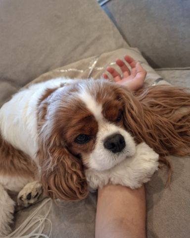 Cute Cavalier King Charles Spaniel named Arya
