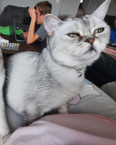 Cute British Shorthair named Charlie